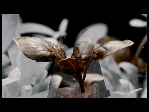 I AM NOBODY - Why this mood