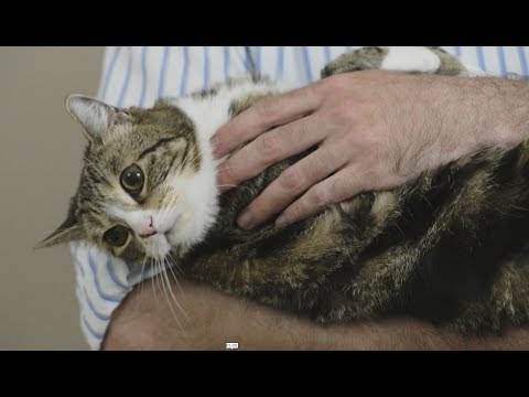 Is it ok to carry a cat like a baby? Video