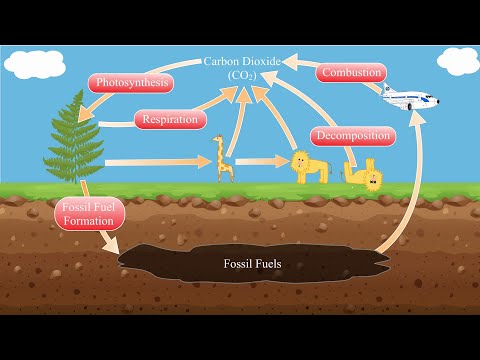 The Carbon Cycle