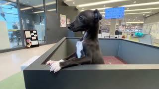 イタリアングレーハウンドの動画01