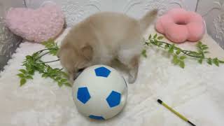 ハーフ犬の動画01