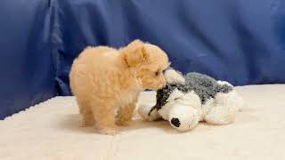 ハーフ犬の動画01