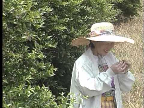 西印度櫻桃栽培與加工