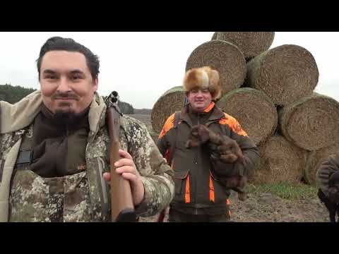 Stażysta 59 - polowanie na stogach na lisy