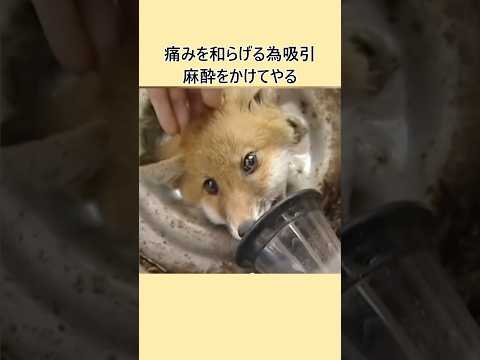 タイヤに首を挟んだ狐を助ける#shorts #fox#rescue #respect #きつね #救助