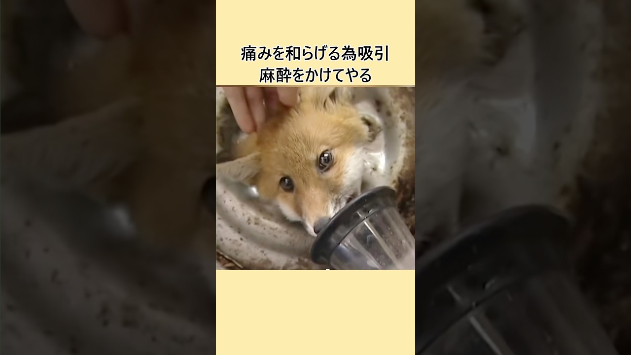 タイヤに首を挟んだ狐を助ける#shorts #fox#rescue #respect #きつね #救助