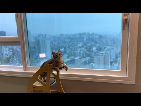 이사 끝! 새 집으로 이사 왔습니다.. 방구석 호랭이의 두근두근 새 집 구경