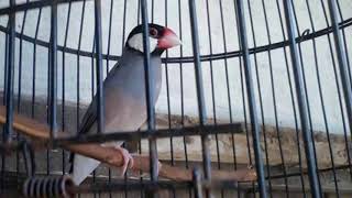 Download lagu Langsung respon!!! Terapi Burung Glatik Belong lelet dan males bunyi mp3