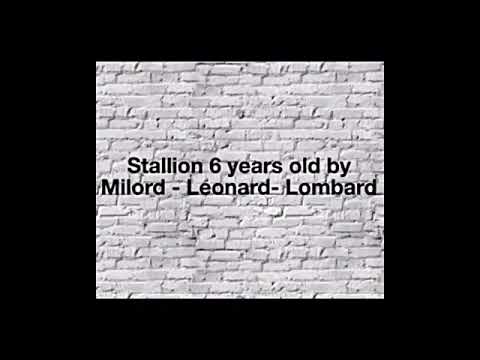 Stallion 6yo Milord - Leonard- Lombard  (Dressage video)