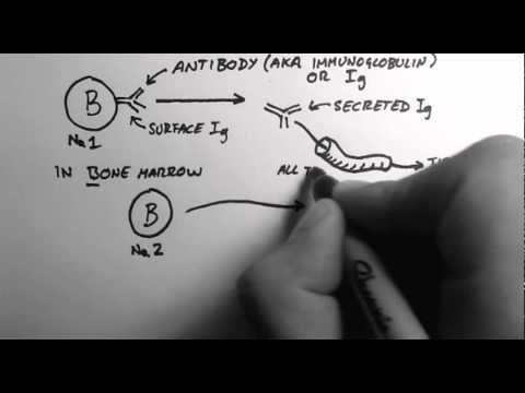 B-Cells 1 - What are Antibodies?