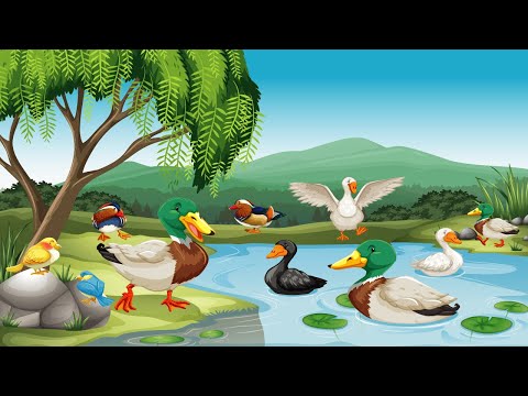 20 Most Beautiful Ducks in the World