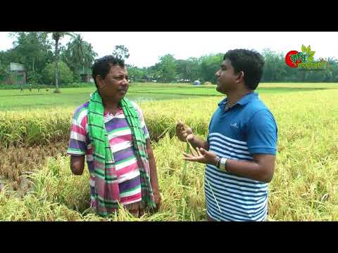 বাসমতি/বাংলামতি ধান(ব্রিধান-৫০)- ধান চাষ ও হতে পারে লাভজনক আবাদ