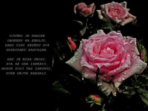 Hor Šapat srca - Ruža bez bodlja