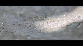 Wiz khalifa - HOT NOW video