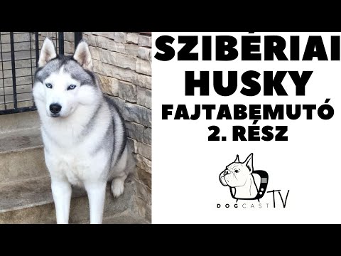 fogyás szibériai huskyban)