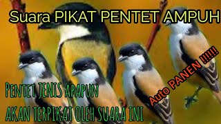Download lagu SUPER AMPUH ! suara pikat burung pentet ....ANTI ZONK mp3 Download lagu SUPER AMPUH ! suara pikat burung pentet ....ANTI ZONK mp3
