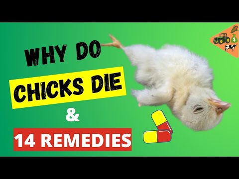 3rd YouTube video about how long can newborn chicks go without food and water