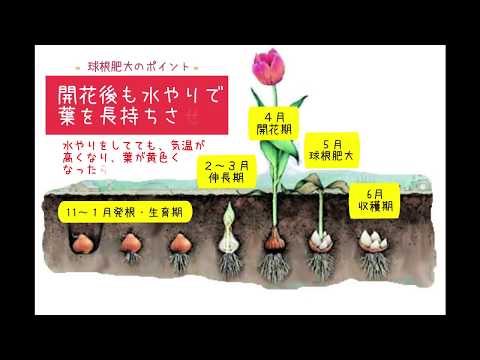 チューリップの木 植物