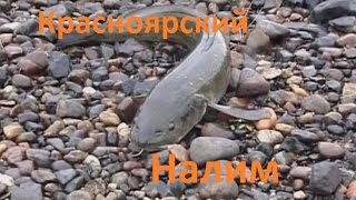Диалоги о рыбалке в красноярский край