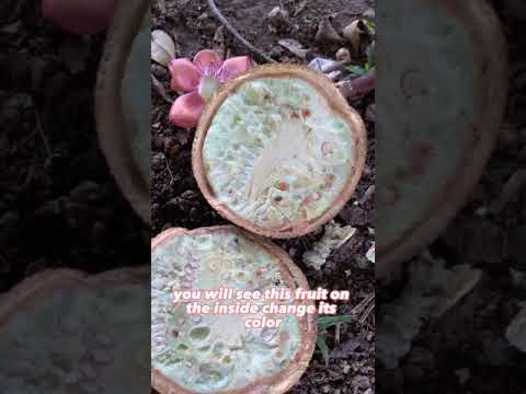 What's Inside the Cannonball Fruit?