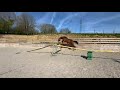 OPHELIA D’ENOCQ (Carrera VDL x Diamant de Semilly)