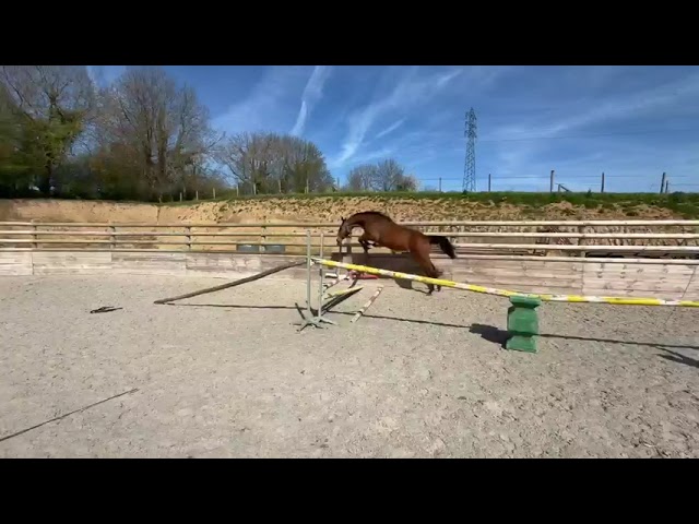 OPHELIA D&rsquo;ENOCQ (Carrera VDL x Diamant de Semilly)
