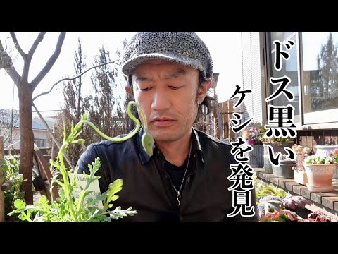 園芸 オリエンタルポピー、オリエンタルポピー