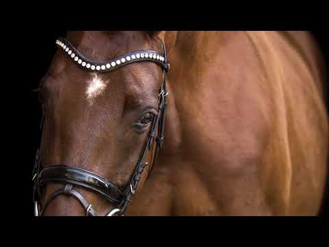 Donna Aurelia *2014 (Don Frederic x Hochadel)