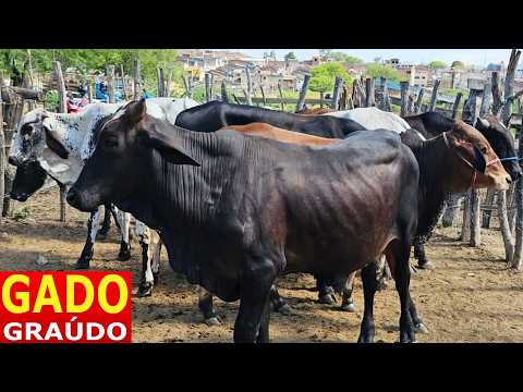 FEIRA DO GADO EM BELO JARDIM-PE  19-10-2026  #nordeste