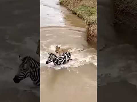 Zebra gets bitten and struggles with lion 斑马被咬住与狮子缠斗#animal【跟着图尔去旅行】