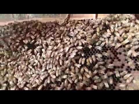 Taller de Apicultura   Video 3