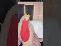 Ukhty Cadar Live Bigo Halu