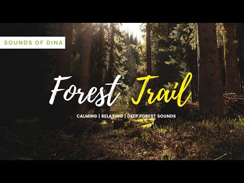 Mind relaxing deep forest flute | Nature | Sounds of Dina