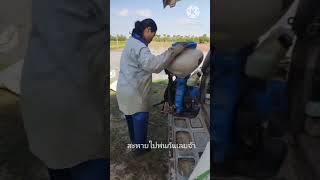 เครื่องพ่นข้าว​ วิธีพ่นข้าว #ชาวนาไทย #ข้าวหอมมะลิไทย #ทุ่งกุลาร้องไห้