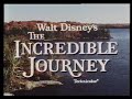 Walt Disney S The Incredible Journey 1963 Trailer