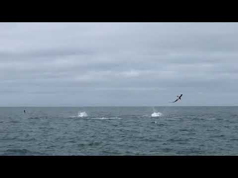 Spinner Sharks Put On 'Awesome' Display