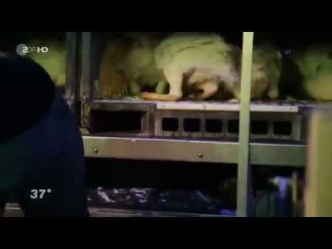 37 Grad - Unser Täglich Tier - Okt 2014