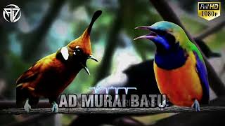 Download lagu Gantangan Di Bikin Merinding Sekali Nafas | MASTERAN BURUNG LOMBA Full Tembakan Dan Isian mp3