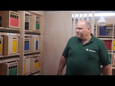 Roland & Denis Faber - komentarz po locie, gołębniki