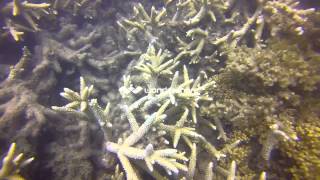 preview picture of video 'Drift Dive, Coral Gardens Keswick Island with Mackay Dive Club'