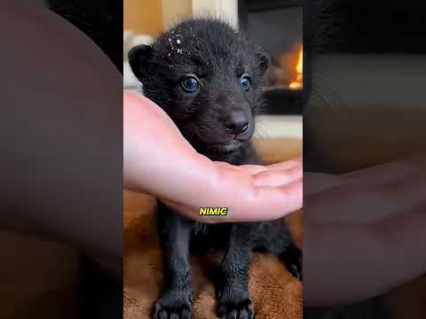 Puiul de lup orb și prietenul său loial, husky #viralvideo