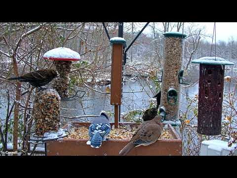 First Snowfall Brings Birds To Cornell Feeders – Nov. 8, 2019