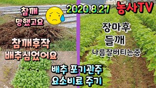 배추재배, 참깨 농사 망하고, 후작으로 배추심기[농사TV]