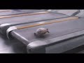Deja Vu Turtle