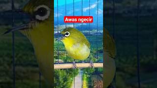 Download lagu pleci ngecir-ngecir #plecigacor mp3