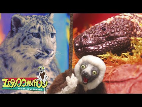 Hot and Cold | Zoboomafoo - WildBrain | Full Episodes for Kids