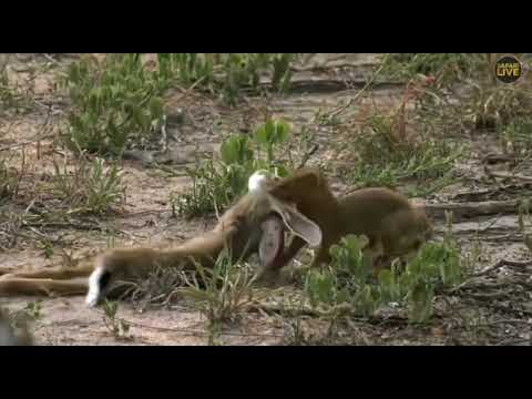 Jan 28 2018 -Sunset - Black Mamba takes us all by surprise