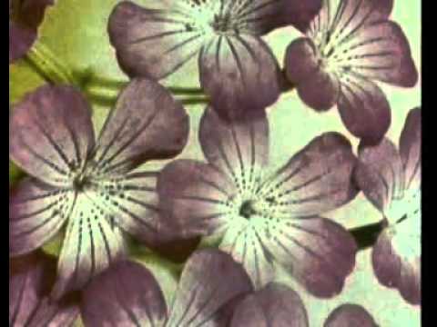 Flower Arrangement introduced by D.P. Gumby