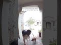 Heroic Driver Saves Woman And Her Dog From Pit Bull Attack Shorts
