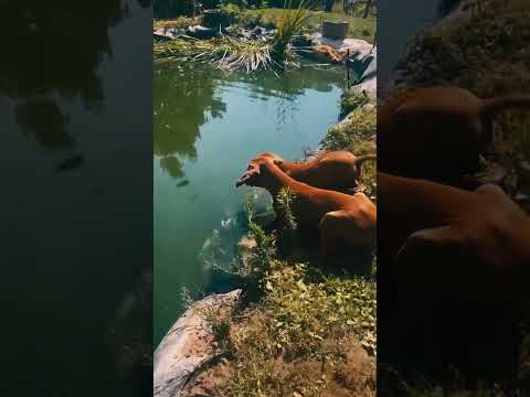 Hungarian Vizsla puppy for sale
